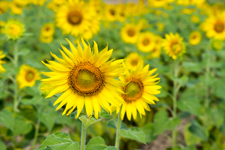 Beautiful landscape with sunflower fieldの写真素材