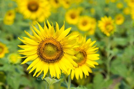 Beautiful landscape with sunflower fieldの写真素材