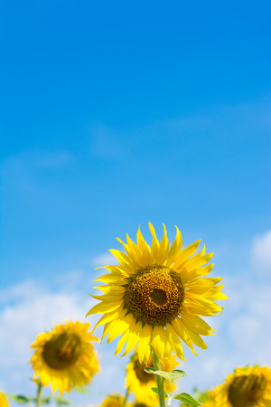 Beautiful landscape with sunflower field over blue skyの写真素材