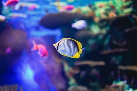 Aquarium colorful fish in dark deep blue water. cute little fish in an aquarium. Under water...