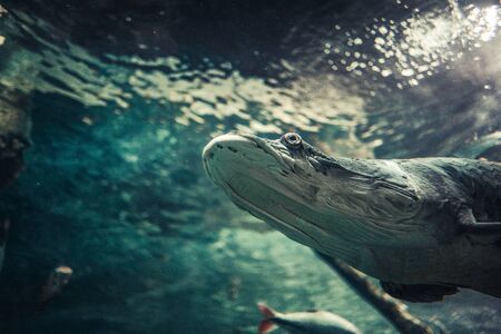 Aquarium grey whale in dark deep blue water. Big fish in an aquarium. Under water photography of...