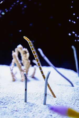 Eels garden. Splendid garden eels are shed from sand. Scary worms in aquarium.