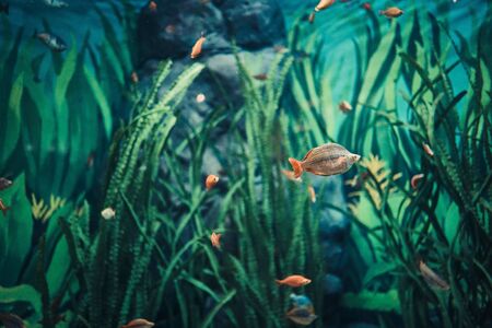Aquarium colorful fish in dark deep blue water. cute little fish in an aquarium. Under water...