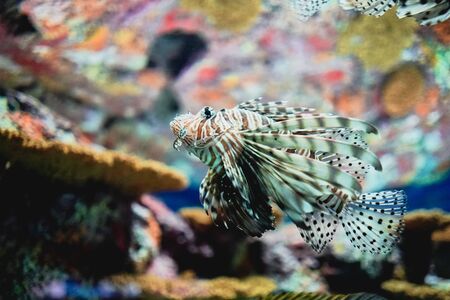 Exotic tropical Devil firefish, or common lionfish. is a species of ray-finned fish. in corals.