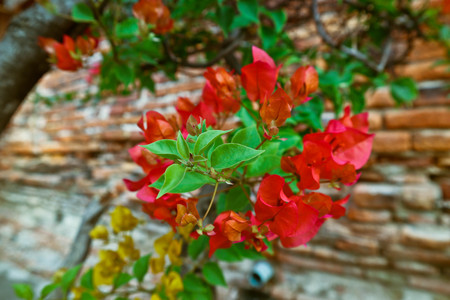 Red bougainvillea flowers and green leaves bloom.の写真素材