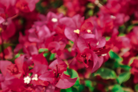 Bougainvillea flowers, flowers, bougainvillea, flowers, background, flowers-image