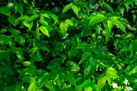 Green bush with white flowersの写真素材