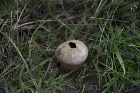 Mature puffball in a field near a macedonian village.