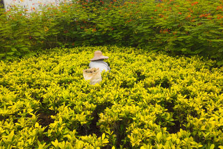 Gardener cutting and trimming the treesの写真素材