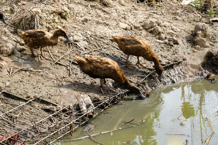 Khaki Campbell duck breed drinking water at farm. The best egg duck to breed.