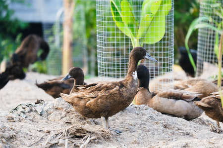 Close up Khaki Campbell duck breed at a poultry for its eggs. These ducks have been known to lay as many as 340 eggs per year.の写真素材