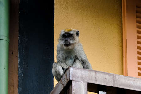 Selective focus of disturbace monkey at tourism area.