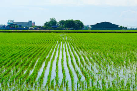 Close up row of paddy in a field at Sekinchan. The paddy is young plant and expected to harvest in mid of November or December.の写真素材