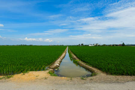 Selective focus picture of a canal with green paddy field insight at Sekinchan in the evening. They produce high quality jasmine rice with high number of export.の写真素材