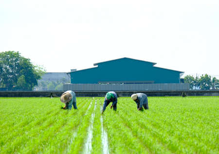 "Sekinchan, Circa September,2020: Selective focus and motion blur group of paddy farmers planting the plant alluvium soil in Sekinchan."のeditorial素材