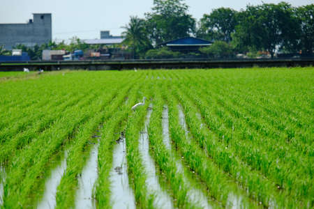 Close up row of paddy in a field at Sekinchan. The paddy is young plant and expected to harvest in mid of November or December.の写真素材