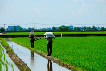 "Sekinchan, Malaysia- Circa September, 2020: Selective focus and motion blur of paddy farmer carrying and spraying fertilizers insight at a field in Sekinchan."のeditorial素材