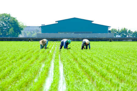 "Sekinchan, Circa September,2020: Selective focus and motion blur group of paddy farmers planting the plant alluvium soil in Sekinchan."のeditorial素材