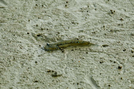 Selective focus and closeup picture of mudskipper fish on the mud.