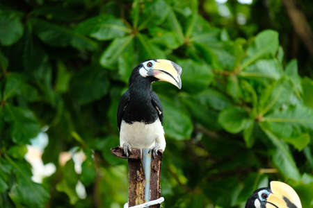 A picture of oriental pied hornbill waiting to be feed at Pangkor island during evening. It is medium size frugivore with a head-to-tail length of 55â60Â cm and a wingspan of 23â36Â cm.の写真素材