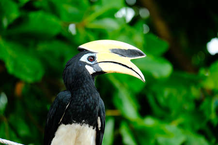 A picture of oriental pied hornbill on the pole at Pangkor island during evening. It is medium size frugivore with a head-to-tail length of 55â60Â cm and a wingspan of 23â36Â cm.の写真素材