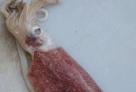 A close up picture of big squid head on chopping board.