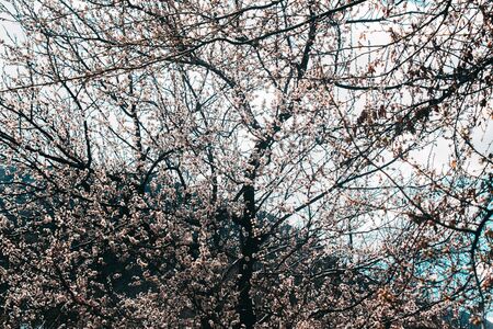 Beautiful sakura flower cherry blossom in spring. sakura tree flower on blue sky.の写真素材