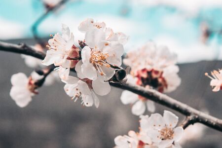 Beautiful sakura flower cherry blossom in spring. sakura tree flower on blue sky.の写真素材