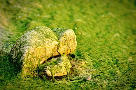 Rocks covered with moss and lichen in clear waterの写真素材