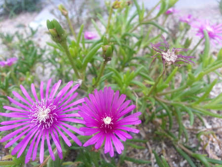 Purple flowers with green leavesの写真素材
