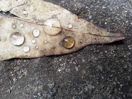 Dried leaves with water drops on grey concrete background for textの写真素材