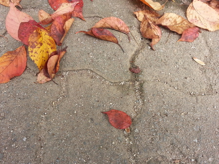 Dried leaves on grey concrete background for textの写真素材