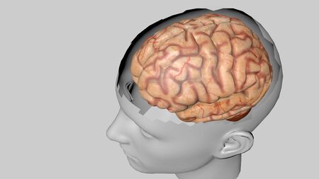 Human brain isolated on a colored background. Anatomical 3D model of human brain for medical students. 3D rendered modelの写真素材