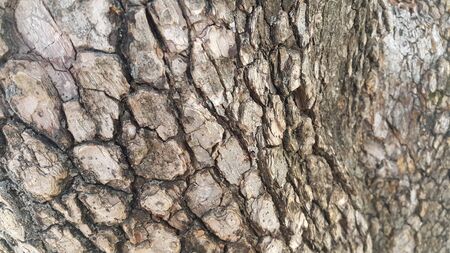 close up view of tree peel: Macro close up texture for background and texture.  Tree bark texture.