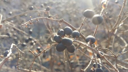 Closeup view of Black mountain ash berries: A selective focus viewの写真素材