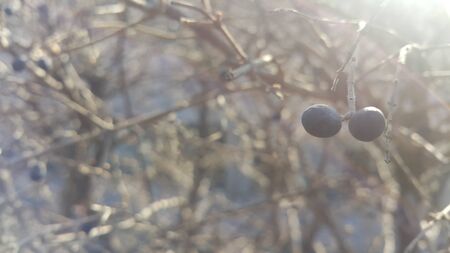 Closeup view of Black mountain ash berries: A selective focus viewの写真素材
