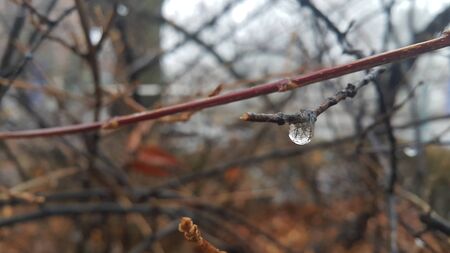 Closeup macro view of tree branches with water drop dripping in autumn season. a drop of water at the end of a branch like a teardrop. Rainy weather backgroundの写真素材