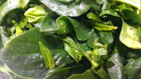 Close up view of lush green leaves of spinach vegetables. Vegetable background for text and...