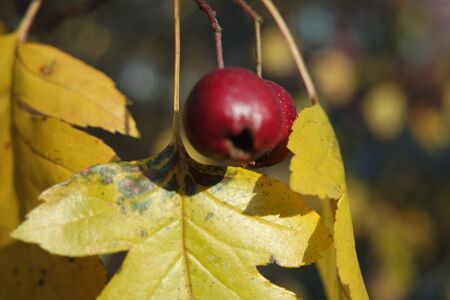 Close up of ripe red berries on branches of rose hips tree with golden leaves in autumn seasonの写真素材