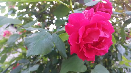 Closeup with selective focus on red rose flower with stamens and green leaves in backgroundの写真素材