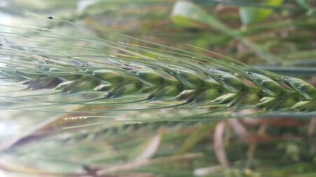 Closeup view of barley spikelets or rye in barley field. Green dried barley focused in large agricultural rural wheat field.の写真素材