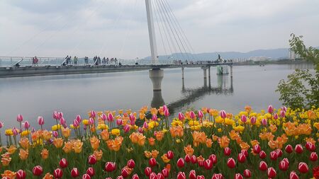 Colorful flowers planted on a beach of sea with beautiful view of buildings and mountainsの写真素材