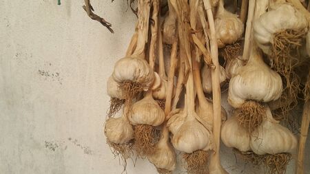 Garlic is aromatic and flavorful herb for consumption and use in spices and for medicinal purposes....