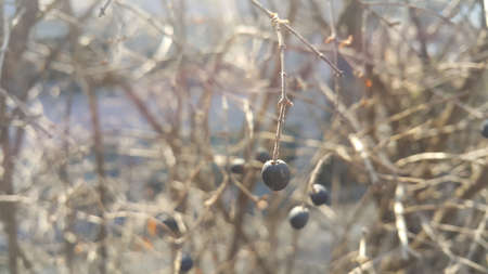 Closeup view of Black mountain ash berries: A selective focus viewの写真素材