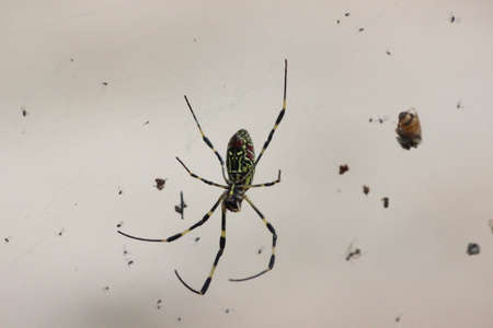 Closeup view with selective focus on a giant Spider and spider webs with blurred green jungle...