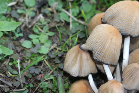 Mushroom boletus edilus. Popular white Boletus mushrooms in forest. Close up beautiful bunch of...