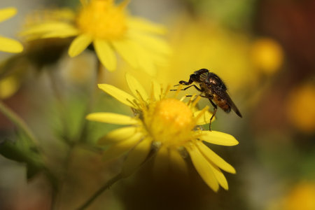 Hoverfly on yellow Calendula arvensis, daisy, field marigold. Hoverfly Eristalis on Calendula...