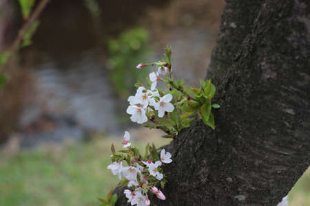 Blossoming white cherry flowers in spring time with green leavesの写真素材