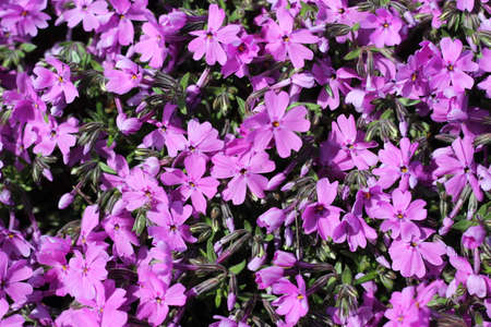 Lovely Purple Verbeba Flowers in a small garden. Verbena purple petals and green leaves.の写真素材
