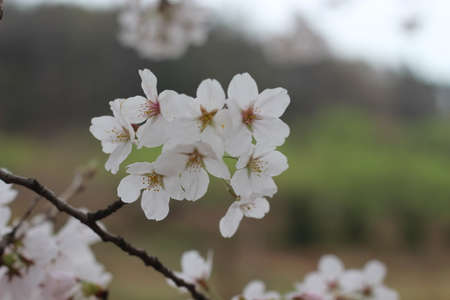 Blossoming white cherry flowers in spring time with green leavesの写真素材